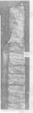 D1-b.jpg