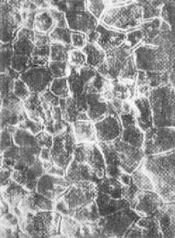 D3  SEI  200X.jpg