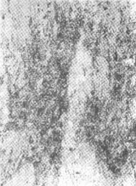 D C-8.jpg