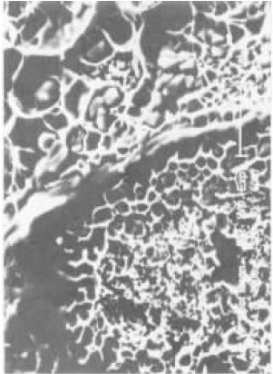 D4    SEI    2000×.jpg