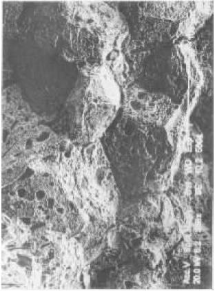 D3     SEI   250×.jpg