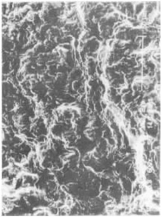 D   SEl   500×.jpg
