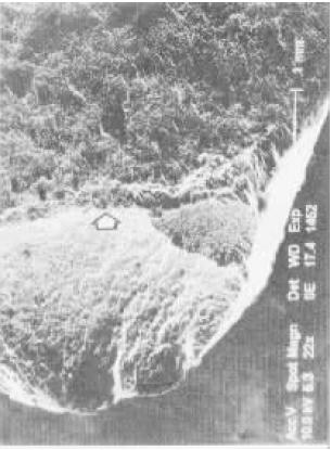 D3   SEl   22×.jpg