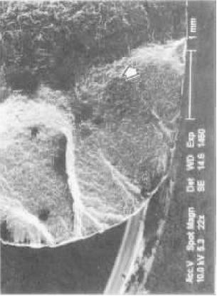 D4   SEl   22×.jpg