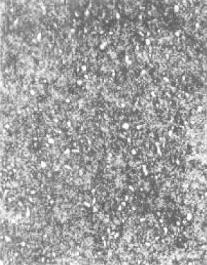 D1(500×).jpg