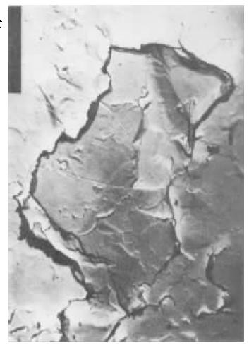 D1  TEl  10000×.jpg