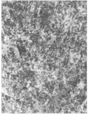 D3          OMI       500×.jpg