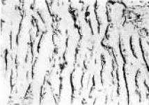 D36290×.jpg