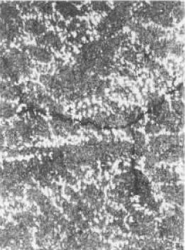 D1      500X.jpg